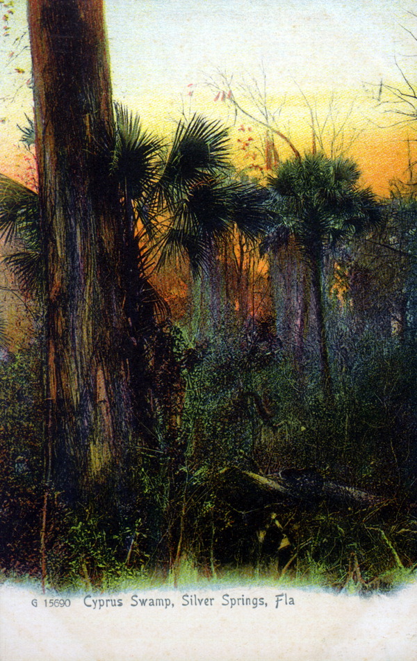 Cypress swamp - Silver Springs, Florida.