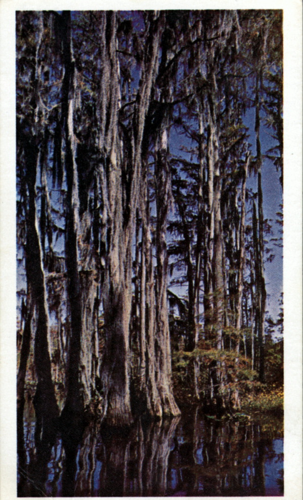 Okefenokee Swamp, Georgia and Florida