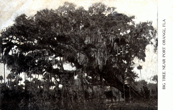 Big tree near Port Orange - Florida.