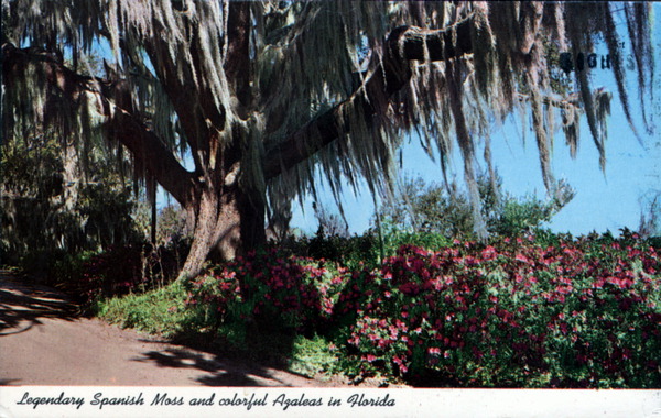 Legendary Spanish moss and colorful azaleas - in Florida