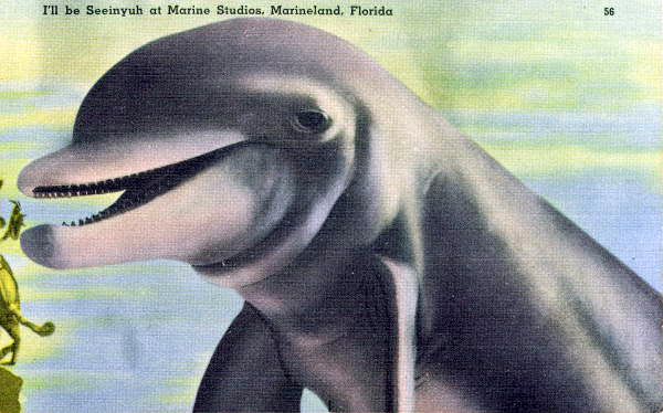 I'll be seeinyuh at Marine Studios - Marineland, Florida