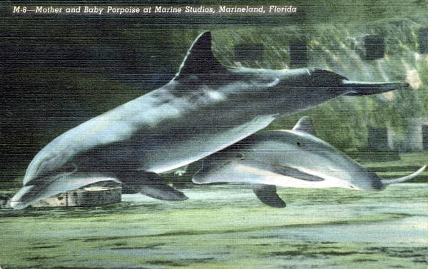 Mother and baby bottle-nosed dolphin at Marine Studios, Marineland, Fla.