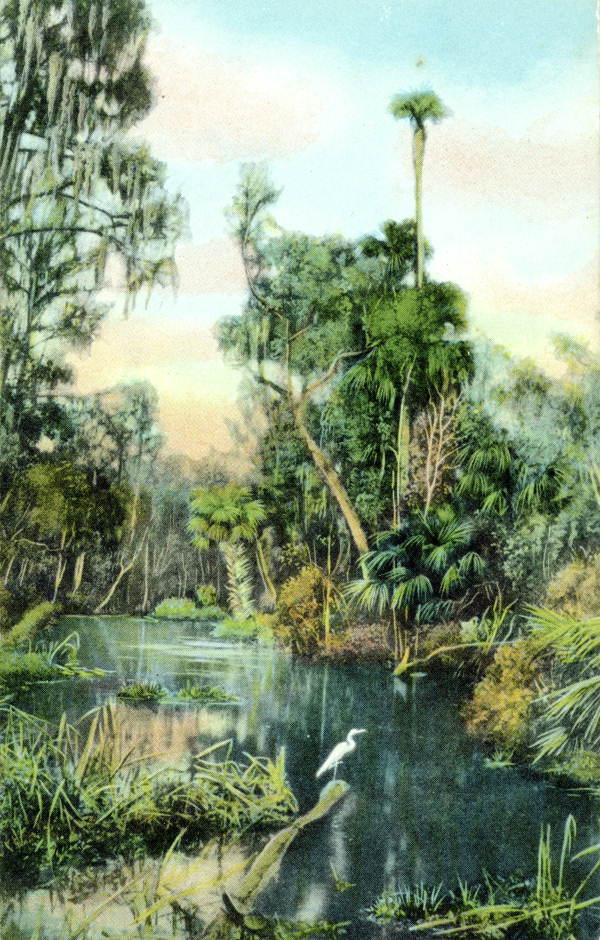 Swamp of Florida.