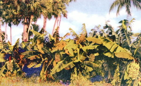 A banana grove in tropical Florida..