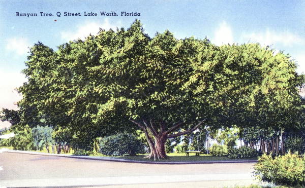 Banyan tree, Q Street, Lake Worth, Florida..
