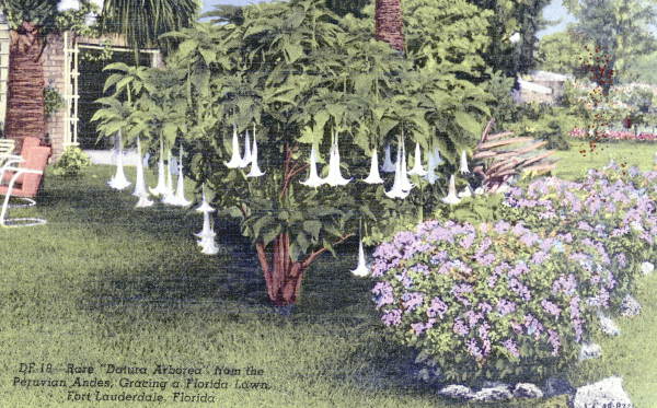 Rare "Datura Arborea" from the Peruvian Andes, Gracing a Florida Lawn..