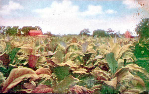 Field of tobacco