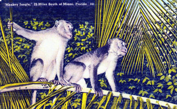 "Monkey Jungle," 22 miles South of Miami, Florida.
