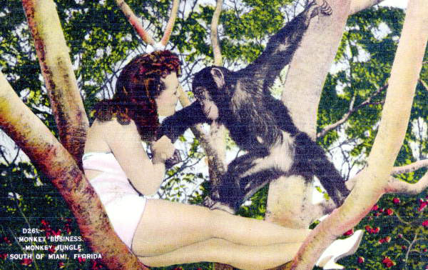 "Monkey Business", -Monkey Jungle, South of Miami, Florida.