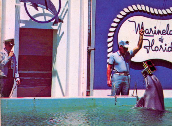 Dolphin with textbooks - Marineland, Florida