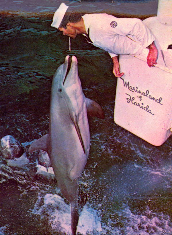 Attendant feeds dolphin during performance - Marineland, Florida
