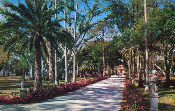 Azaleas at the Ringling Residence - Sarasota, Florida .