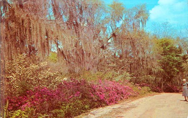 Flowers in the Ravine State Gardens - Palatka, Florida