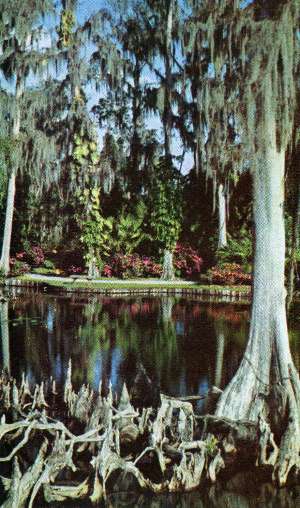 Cypress trees and knee - Winter Haven, Florida