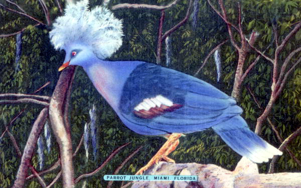 Goura-Goura bird at Parrot Jungle - Miami, Florida .