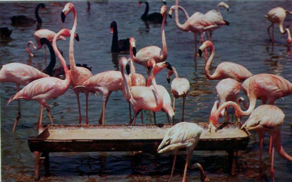 Flamingos and Black Swans in Hialeah - Miami, Florida