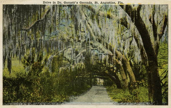 Drive in Dr. Garnett's grounds - Saint Augustine, Florida