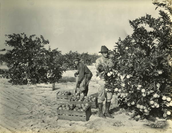 Picking oranges about 1/4 mile from Pinecrest Villa, Tampa, Florida.