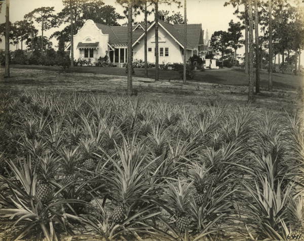 View showing pineapple growing near a home at Pinecrest Villa in Tampa, Florida.