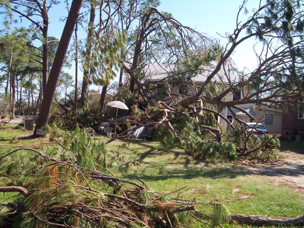 Trees fallen in yard of house in Pensacola, Florida.