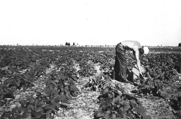 Gathering squash in a FERA field - Collier County, Florida