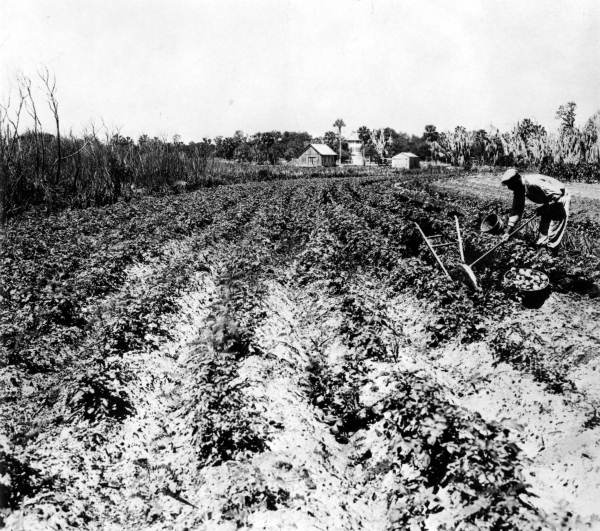 Digging sweet potatoes at Statlings Farm