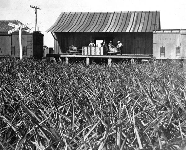 McCarty pineapple packing house along FEC RR siding