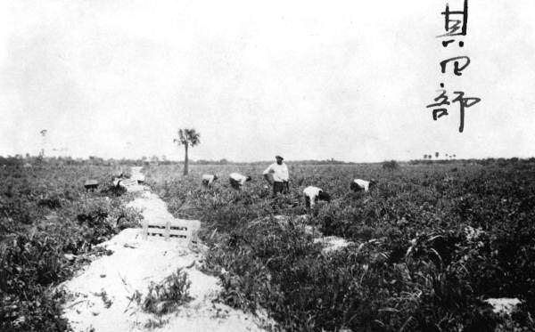 Tomato fields in Yamato