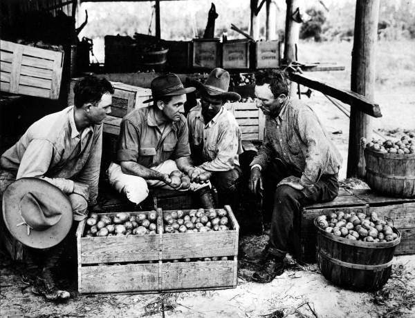 Group of men grading potatoes (1920s).