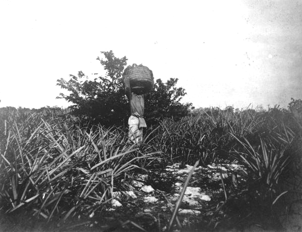Picker with basket of pineapples