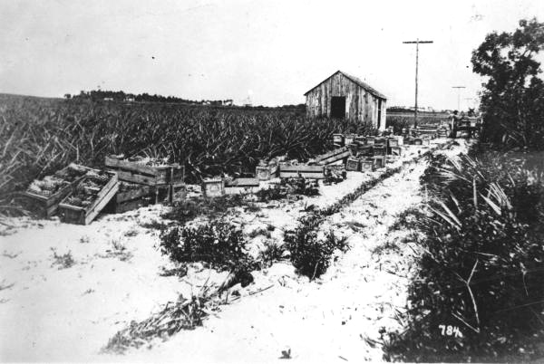 Koblegard plantation and sand trail