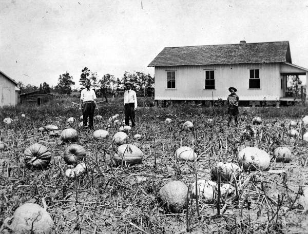 Pumpkin field in Green Cove Springs?.