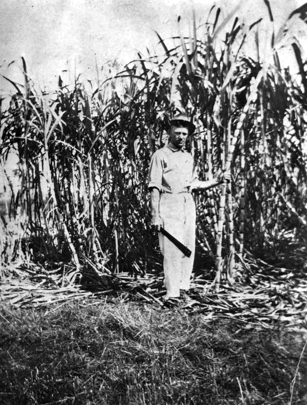 Mr. McKowen in a Blountstown sugarcane field