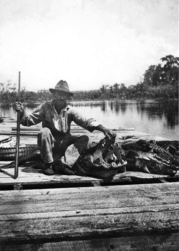 Alligator hunter posing with the kill from a hunt.