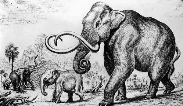 Pleistocene mammoth