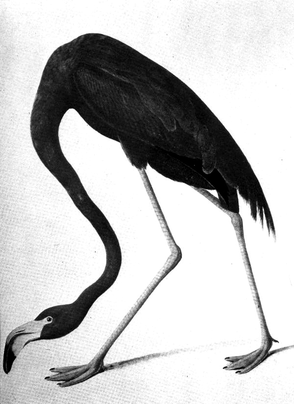 Flamingo drawing