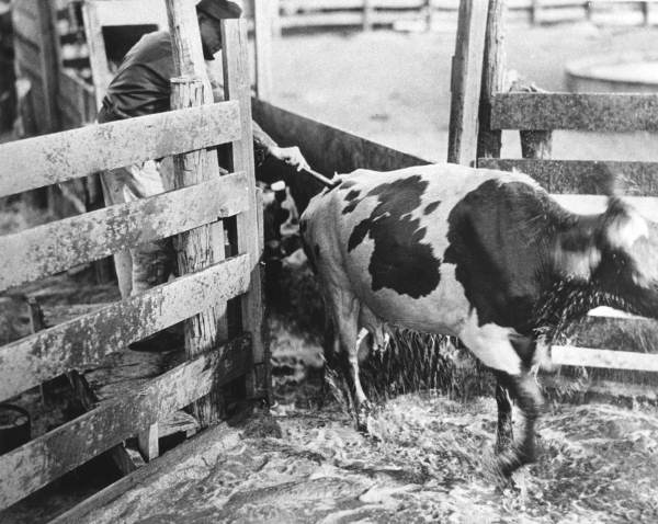Duval County man dipping and paint marking cattle