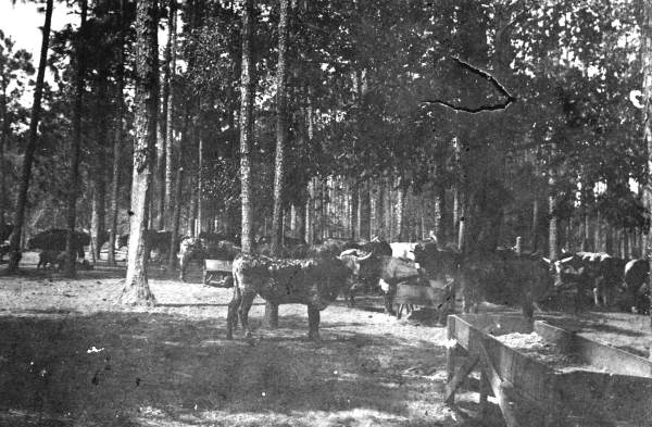 Feed lot on C. F. Barber place