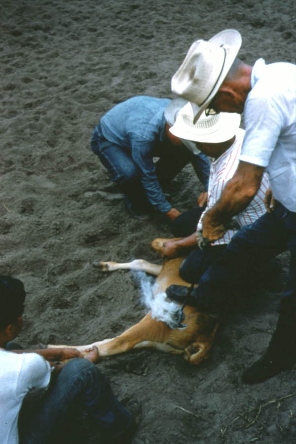 Cowboys holding cow for branding