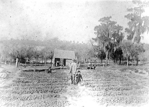 Man, woman and girl surrounded by field of tomatoes