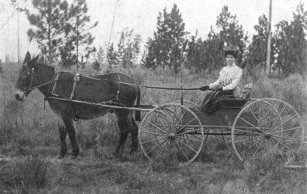 Woman in carriage pulled by a mule