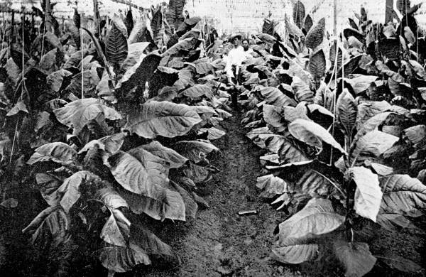 Shade grown tobacco