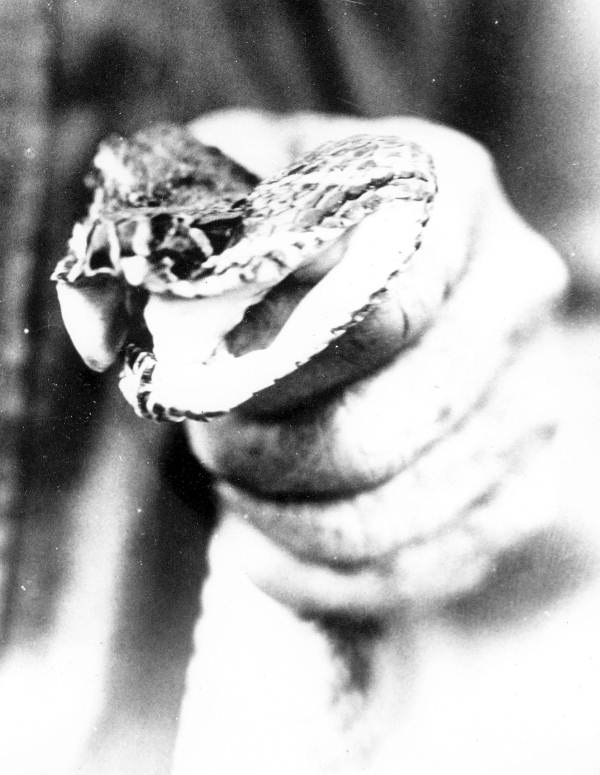 Rattlesnake