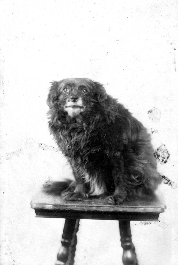Dog on pedestal