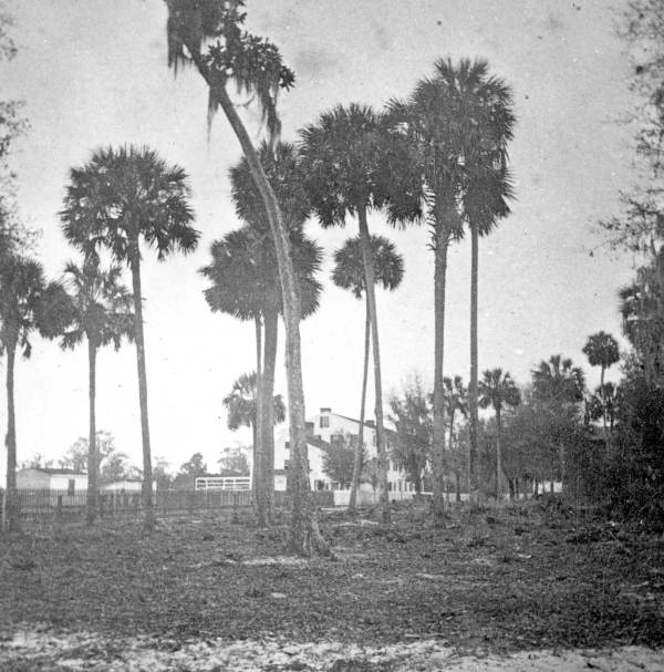 House and group of Palmetto trees.