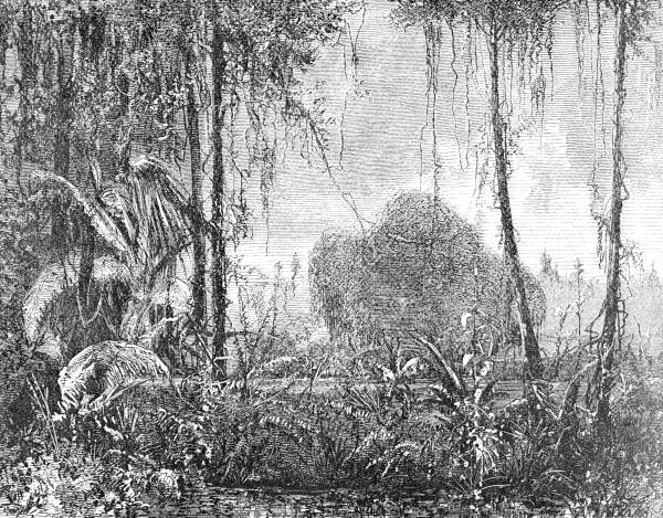 Everglades.