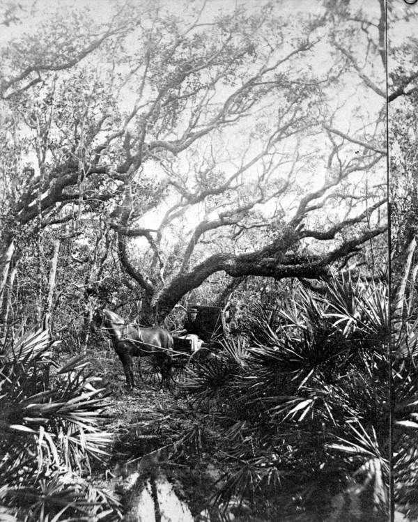 Person in carriage at lover's retreat - Fernandina, Florida.