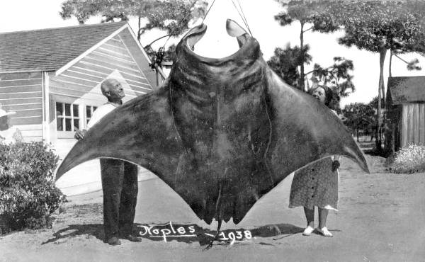 Mr. John Hachmeister and Mrs. Earl Baum admiring a 1200 lb manta ray caught by Forrest Walker.