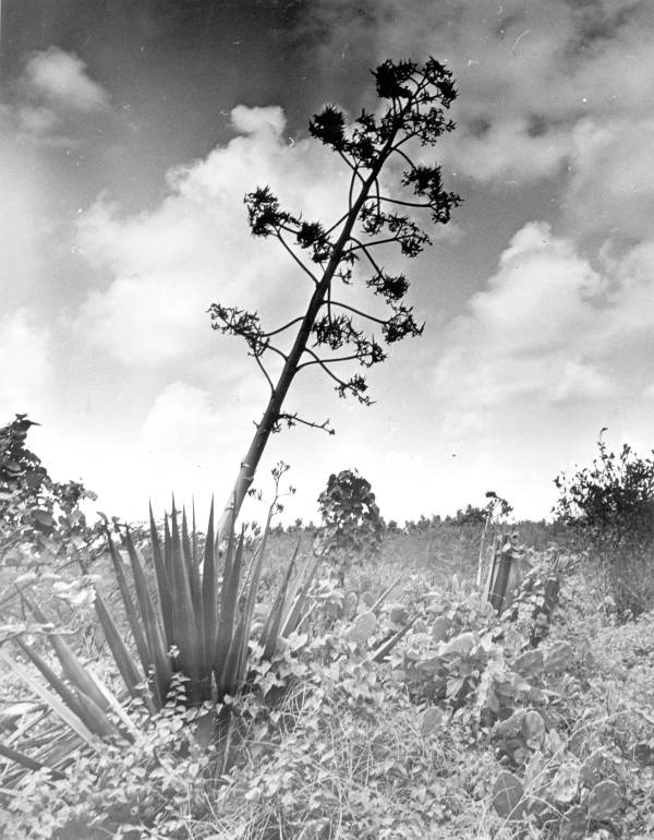 Century plant - Indian Key, Florida