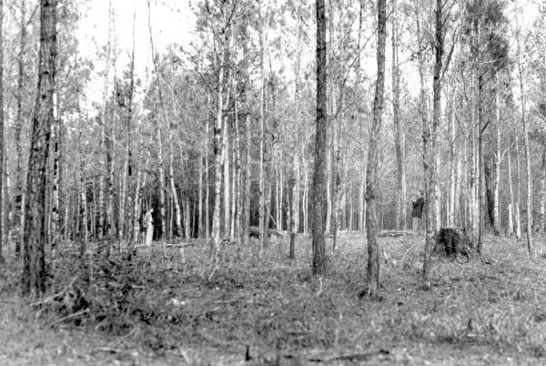 View of earth works at Fort Gadsden.
